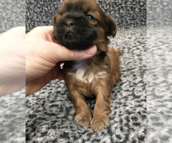 Medium Photo #2 Zuchon Puppy For Sale in NEW YORK MILLS, MN, USA