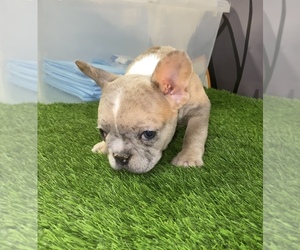 French Bulldog Puppy for sale in PATTERSON, CA, USA