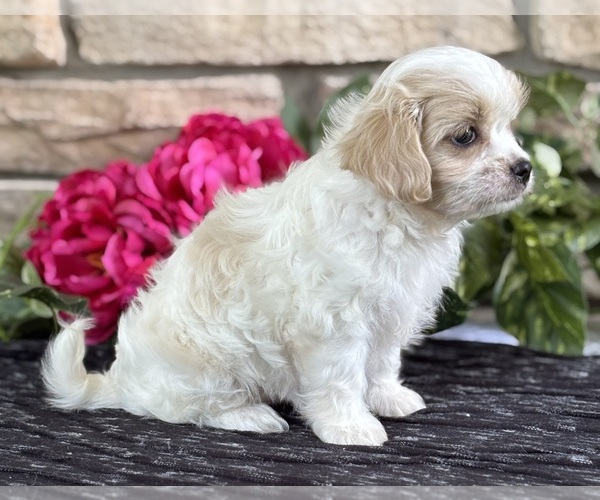 Medium Photo #4 Cav-A-Malt Puppy For Sale in ROCK STREAM, NY, USA