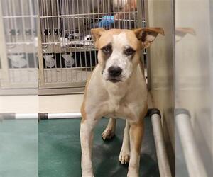 Mutt Dogs for adoption in Bakersfield, CA, USA