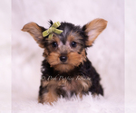 Small Photo #41 Yorkshire Terrier Puppy For Sale in WARSAW, IN, USA