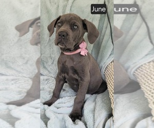 Cane Corso Puppy for sale in MINERAL WELLS, WV, USA