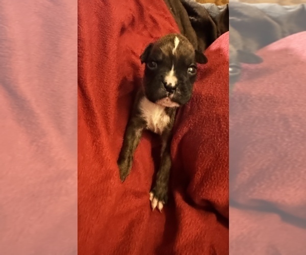Medium Photo #4 Boxer Puppy For Sale in LANSING, MI, USA