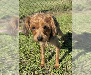 Busby - Male Mutt Dog for Adoption - Photo #5