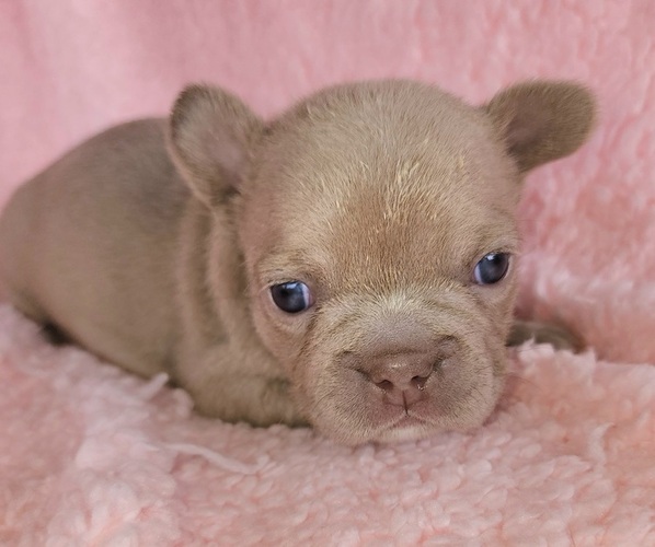 Medium Photo #1 French Bulldog Puppy For Sale in LAS VEGAS, NV, USA