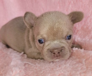 French Bulldog Puppy for sale in LAS VEGAS, NV, USA