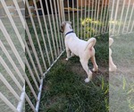Small #7 Labrador Retriever Mix