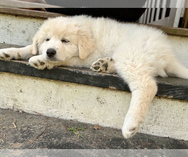 Medium Photo #3 Great Pyrenees-Unknown Mix Puppy For Sale in Mount Pleasant, SC, USA
