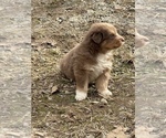 Small Photo #4 Miniature Australian Shepherd Puppy For Sale in FRANKLIN, NC, USA