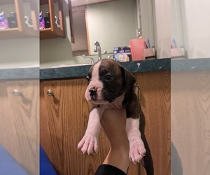 Boxer Puppy for sale in MOREHEAD, KY, USA