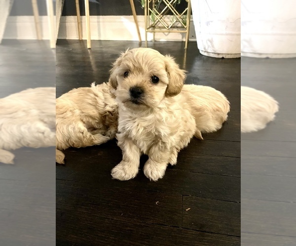 Medium Photo #2 Bichpoo-ShihPoo Mix Puppy For Sale in LIBERTY, MO, USA