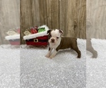 Small Photo #11 Boston Terrier Puppy For Sale in MYRTLE, MO, USA