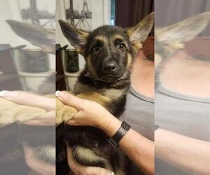 German Shepherd Dog Puppy for sale in EAGLE POINT, OR, USA