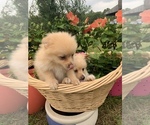 Small Photo #3 Pomeranian Puppy For Sale in SMITHVILLE, TX, USA
