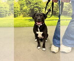 Small #2 Beagle-Border Collie Mix