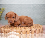 Puppy Fighter Dachshund