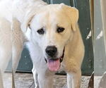 Small #3 Akbash-Great Pyrenees Mix