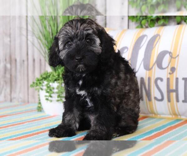 Medium Photo #2 Schnoodle (Standard) Puppy For Sale in MOUNT VERNON, OH, USA