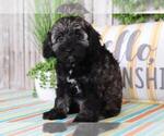 Small Photo #2 Schnoodle (Standard) Puppy For Sale in MOUNT VERNON, OH, USA