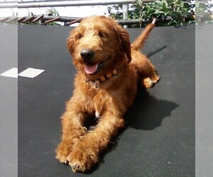 Mother of the Miniature Labradoodle puppies born on 06/23/2026
