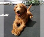 Small Photo #1 Miniature Labradoodle Puppy For Sale in GORDONVILLE, PA, USA