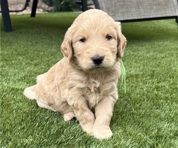 Medium Photo #13 Goldendoodle Puppy For Sale in PHOENIX, AZ, USA