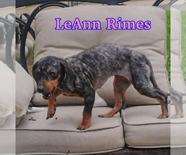 Medium Photo #17 Dachshund Puppy For Sale in San Antonio, TX, USA