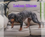 Small #16 Dachshund