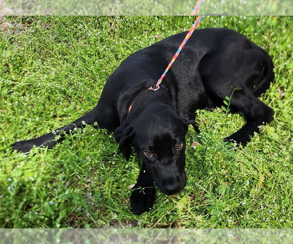 Medium Photo #4 Labrador Retriever-Unknown Mix Puppy For Sale in Wetumpka, AL, USA