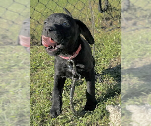 Medium Photo #5 Bulldog-Unknown Mix Puppy For Sale in Tarrytown, GA, USA