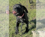 Small Photo #5 Bulldog-Unknown Mix Puppy For Sale in Tarrytown, GA, USA