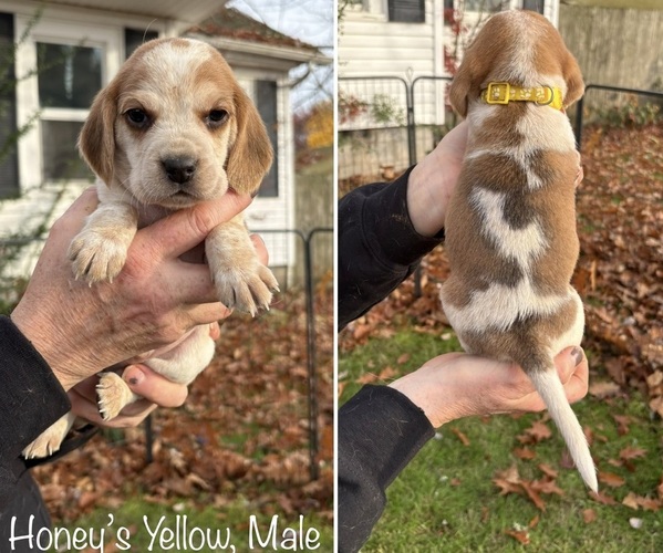 Medium Photo #1 Beagle Puppy For Sale in BROWNSVILLE, OR, USA