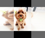 Small Photo #1 Cockapoo Puppy For Sale in MIAMI, FL, USA