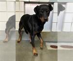 Small Rottweiler Mix