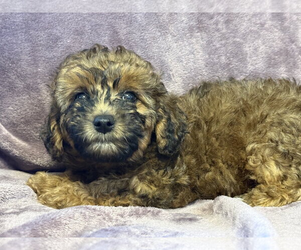 Medium Photo #1 Poodle (Miniature)-Unknown Mix Puppy For Sale in Pacolet, SC, USA