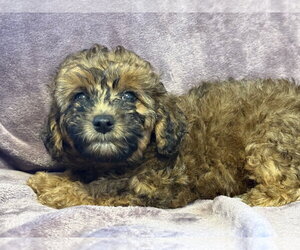Poodle (Miniature)-Unknown Mix Dogs for adoption in Pacolet, SC, USA