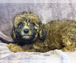 Small Poodle (Miniature) Mix