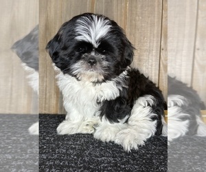 Shih Tzu Puppy for sale in GREELEY, CO, USA