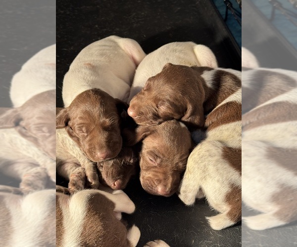 Medium Photo #1 German Shorthaired Pointer Puppy For Sale in FULTON, MO, USA
