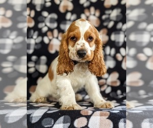 Cocker Spaniel Puppy for sale in LEOLA, PA, USA