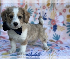 Pembroke Welsh Corgi Puppy for sale in LANCASTER, PA, USA