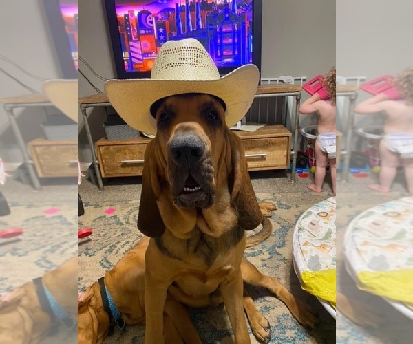 Medium Photo #1 Bloodhound Puppy For Sale in CORNING, AR, USA