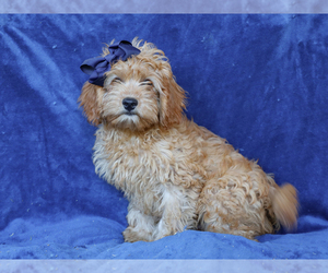 Cavapoo Puppy for sale in LIBERTY, KY, USA