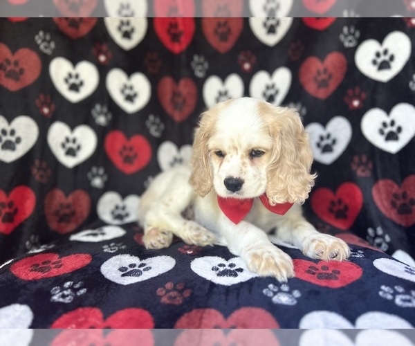 Medium Photo #6 Cocker Spaniel Puppy For Sale in LAKELAND, FL, USA