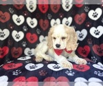 Small #5 Cocker Spaniel
