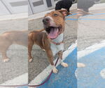 Small #4 Bullboxer Pit
