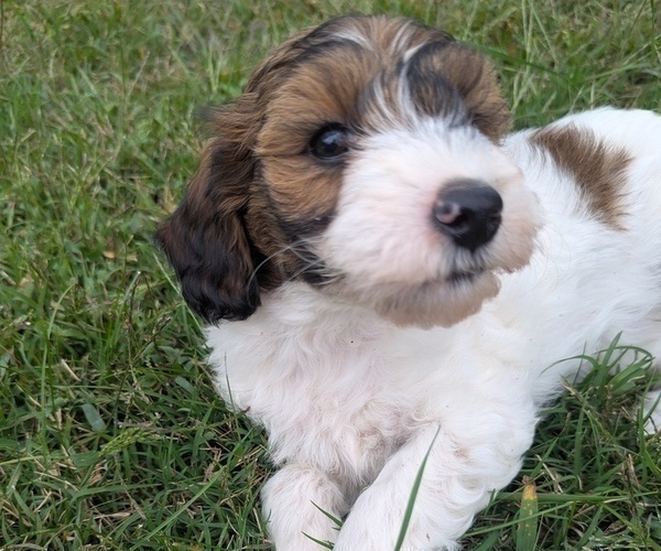 Medium Photo #8 Goldendoodle mix (+ Poodle Toy) Puppy For Sale in MORGANTON, NC, USA