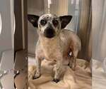 Small #1 Chihuahua Mix