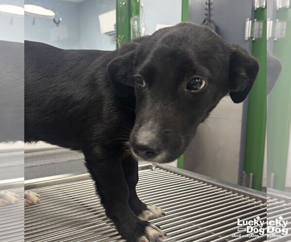 Medium Photo #3 Dachshund-Labrador Retriever Mix Puppy For Sale in Washington, DC, USA