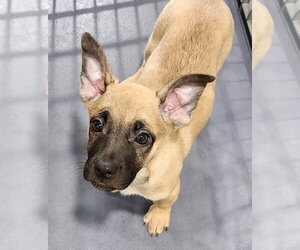 Pug-Unknown Mix Dogs for adoption in Walnutport, PA, USA